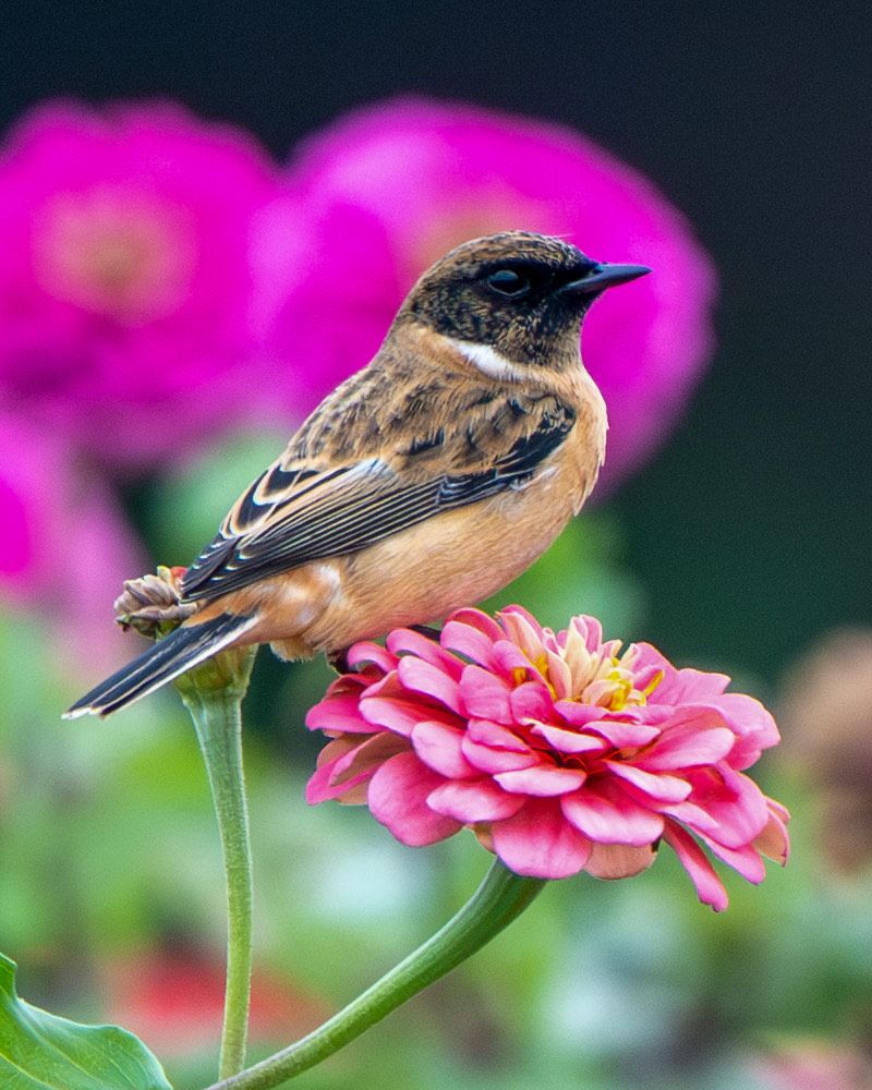 百日草にとまる野鳥