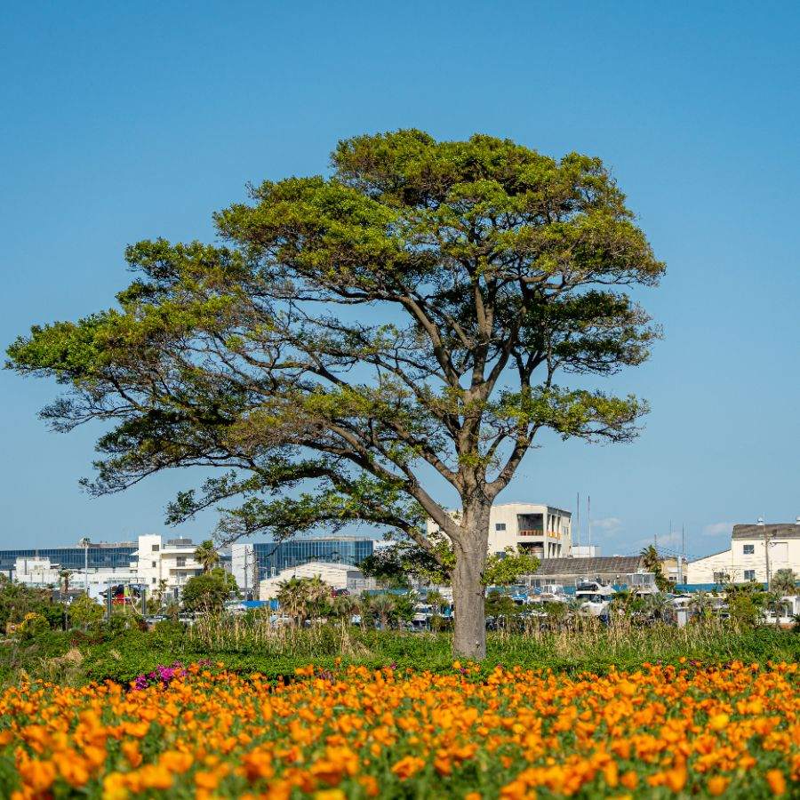 シンボルの木